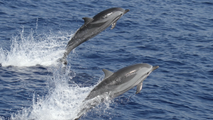 Dolphin disease found in Hawaii can spread to humans, scientists say